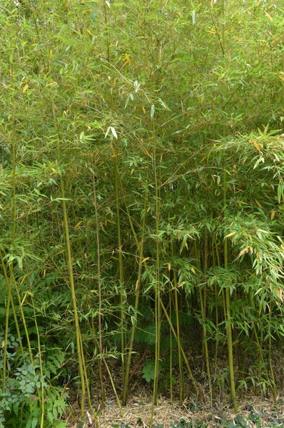 Bosque de bambú, bambú crece en el Parque — Foto de Stock
