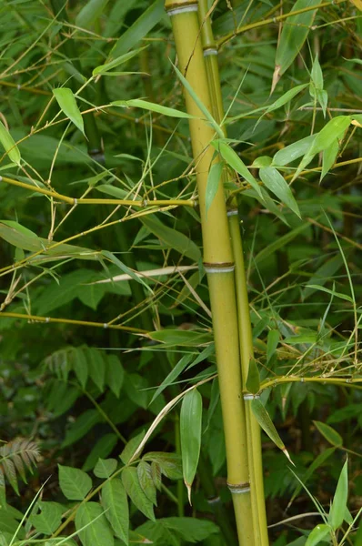 竹林，竹子生长在公园里 — 图库照片