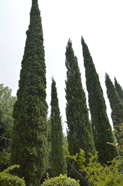 Crecen cipreses altos en el parque, vista desde abajo — Foto de Stock