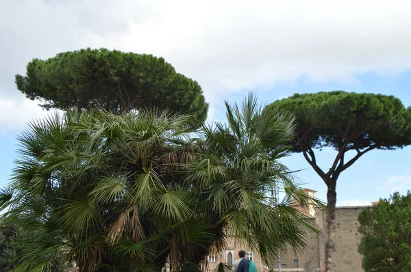 Olasz fenyő- és pálmafás fák nőnek a Via dei Fori Imperiali - tourist street, Róma, október 7-én 2018-ban — Stock Fotó