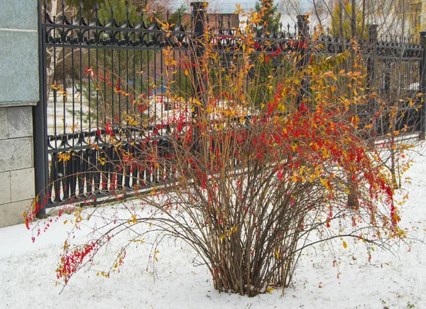 Piros bogyós gyümölcsök mahónia Berberis vulgaris, Berberis thunbergii, Latin Berberis Coronita és sárga levelek egy bokor hideg havas napon. — Stock Fotó