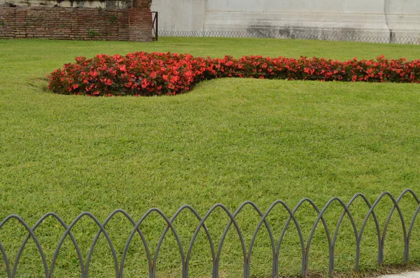 Beautifully designed lawn with green grass and begonia flowers