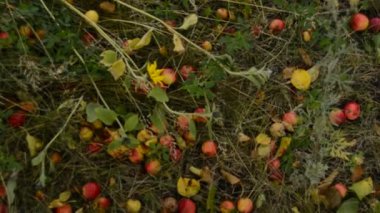 Olgun elma, elma ağaçtan düşmüş yalan çim ve bahçe yolda. Sonbahar manzara