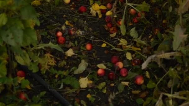 Maçãs maduras, caídas da árvore da maçã, jazem na grama e no caminho no jardim. Paisagem de outono — Vídeo de Stock