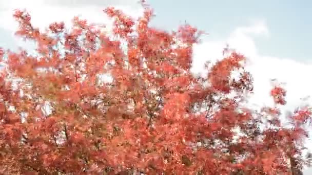 Fuerte viento sacude ramas de árboles con hojas rojas y naranjas, otoño paisaje nublado — Vídeos de Stock