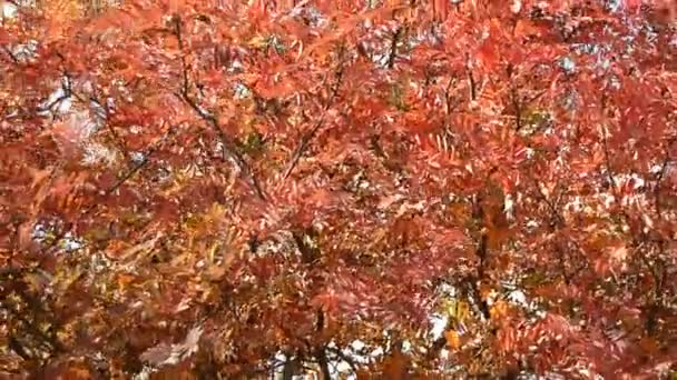 Сильный ветер сотрясает ветви деревьев с красными и оранжевыми листьями, осенний облачный пейзаж — стоковое видео