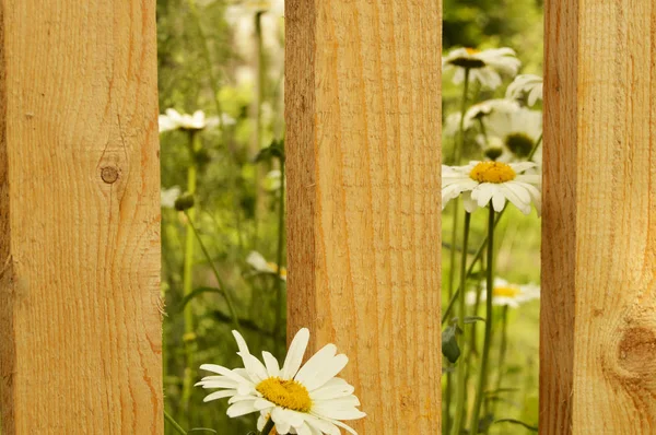 Cerca Nueva Cerca Madera Crecen Margaritas Hierba Día Soleado Verano — Foto de Stock