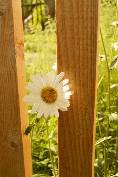 Weiße Gänseblümchenblümchen Aus Nächster Nähe Wachsen Der Nähe Eines Schönen — Stockfoto