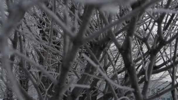 Winterlicher Hintergrundfrost Auf Den Ästen Blick Durch Die Äste Einem — Stockvideo