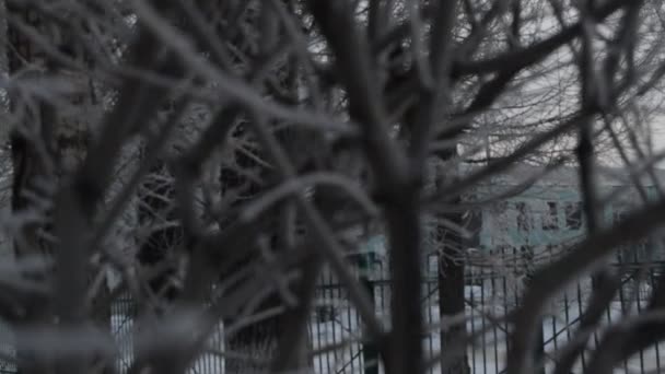 Vinter Bakgrund Frost Grenarna Titta Igenom Trädgrenar Dyster Vinterdag — Stockvideo