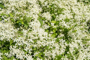 Beyaz Clematis flammula, yaz çiçek arka plan ve güneş ışığı.