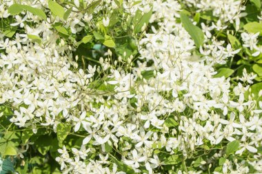 Beyaz Clematis flammula, yaz çiçek arka plan ve güneş ışığı.