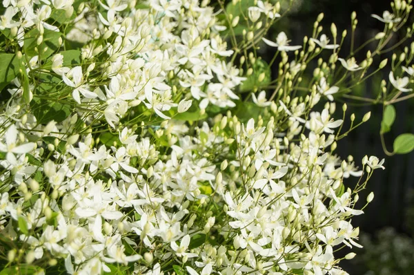 Weiße Klematis Flammula Sommer Floralen Hintergrund Und Sonnenlicht — Stockfoto