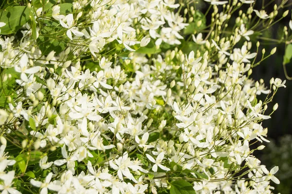 Weiße Klematis Flammula Sommer Floralen Hintergrund Und Sonnenlicht — Stockfoto