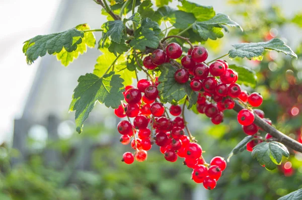 Harvest Red Currants Ripe Berries Hanging Bush Branch Blurred Background — Stock Photo, Image