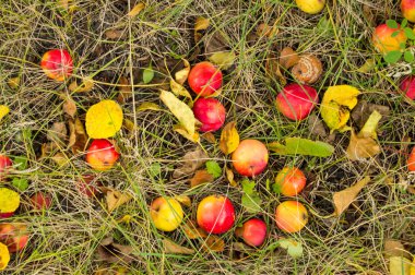 Elma büyük hasat, Olgun elma ağaçtan düştü ve çim, sonbahar arka plan yalan.