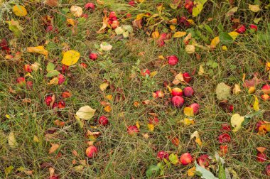 Elma büyük hasat, Olgun elma ağaçtan düştü ve çim, sonbahar arka plan yalan.