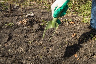 Eldivenli elini tutan bir kürek ve bitki ve sebzeler organik bir bahçe, bir çevre dostu tarım kavramı dikim için zemin hazırlar.