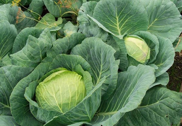 White cabbage growing in the garden, vegetarian healthy food concept, Cabbage background.