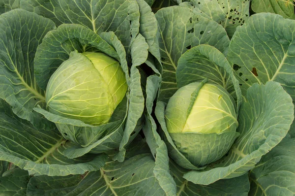 White cabbage growing in the garden, vegetarian healthy food concept, Cabbage background.