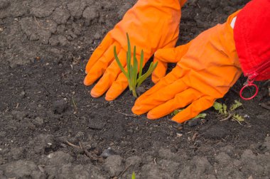Eldiven takan bir tarım uzmanının ellerinde sarımsak var. Sebze yetiştirme, bitki koruma ve ürün geliştirme kavramı.