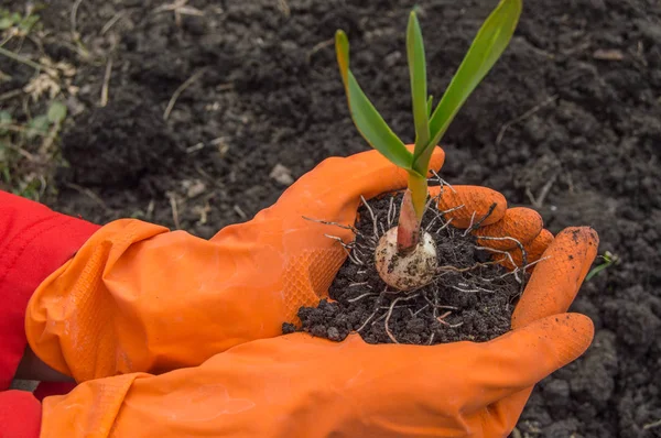 Joven Planta Ajo Las Manos Agrónomo Con Guantes Concepto Mejoramiento —  Fotos de Stock