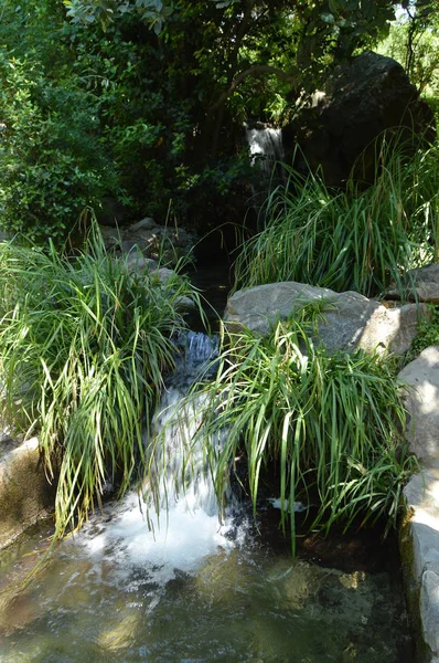 Nehir Yeşil Bitkilerin Arasında Bir Gölete Dönüşür Park Rahatlama Meditasyon — Stok fotoğraf