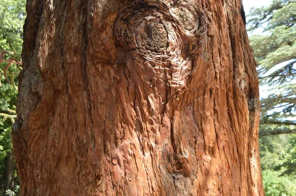 Fundo Natural Tronco Marrom Uma Árvore Sequoia Crescente — Fotografia de Stock