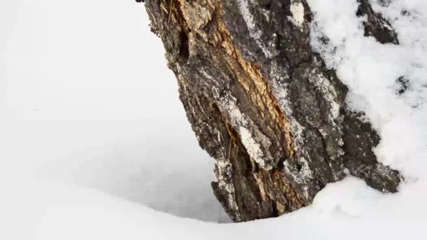 Ноги Идущие Глубокому Снегу Мимо Ствола Дерева Пройти Ступенькам Туриста — стоковое видео