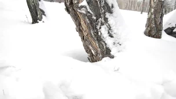 冬の公園で木の周り緩い雪のまわりで実行している若い女性の楽しみ — ストック動画