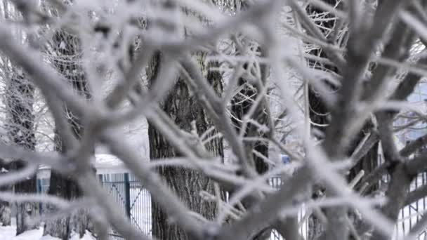 Inverno Geada Fundo Nos Ramos Olhar Através Dos Galhos Árvore — Vídeo de Stock