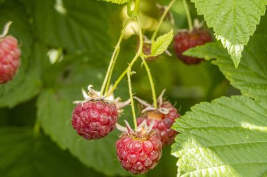 Yakın - Olgun ahududular Güneşli bir yaz gününde meyve bahçesinde bir dalda asılı.