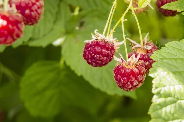 Yakın - Olgun ahududular Güneşli bir yaz gününde meyve bahçesinde bir dalda asılı.
