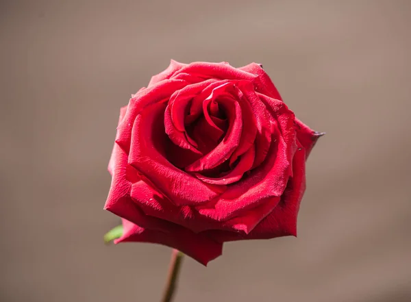 Jedna Czerwona Róża Łodydze Szarym Tle Walentynki — Zdjęcie stockowe