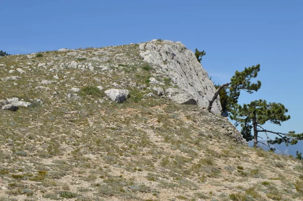 Eine Einsame Kiefer Mit Geschwungenem Stamm Einem Berghang Vor Blauem — Stockfoto