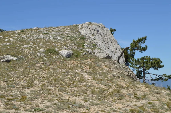 Lonely Pine Tree Curving Trunk Mountainside Blue Sky — Stock Photo, Image