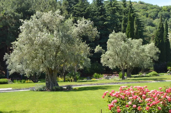 Rózsa Bush Olajfák Egy Gyönyörű Parkban Park Ösvényén — Stock Fotó