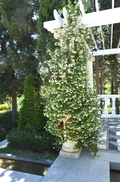 Hermosas Ramas Clematis Exuberantes Blancas Enrejado Madera Blanca Que Sube — Foto de Stock