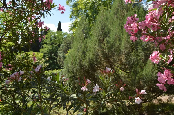 Hermosa vista de árboles siempreverdes a través de un marco de adelfa de coral en flor, Día soleado, Parque Botánico — Foto de Stock