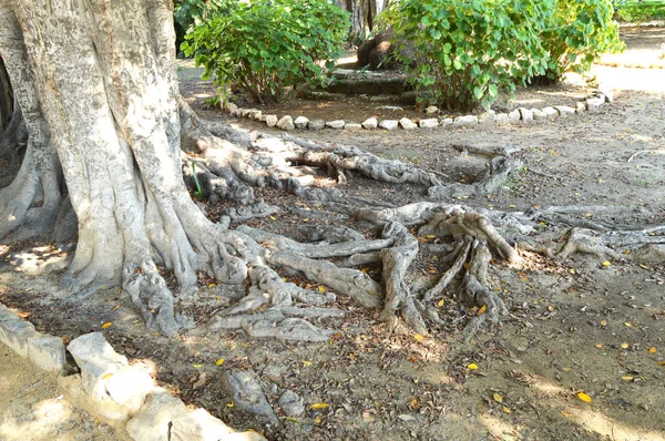 Огромные корни старого дерева, концепция сохранения, День Матери-Земли — стоковое фото