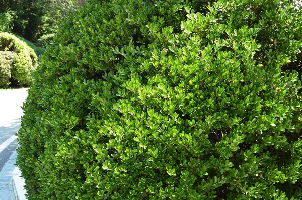 Boxwood Bush Evergreen Boxwood Вздовж Алеї Парку Сонячний День — стокове фото