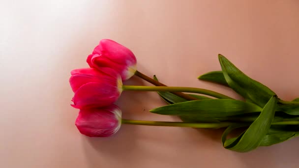 フラットの花を置く ピンクの背景の女性両手サンゴ チューリップの花束 — ストック動画