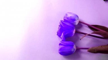 Tonda mor, arka plan yat ve Lale boyalı. Sanat Tasarım ve Post-işleme etkisi tonlama,