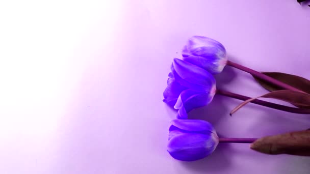 Flat Lay Tonificado Roxo Fundo Tulipas Pintadas Design Arte Pós — Vídeo de Stock