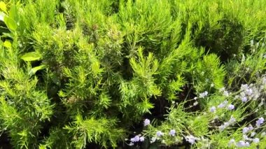 Yeşil çok yıllık biberiye çim Bahçe, lezzetli baharat