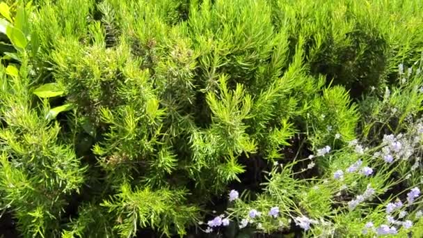 Green Perennial Rosemary Grass Garden Delicious Spice — Stock Video