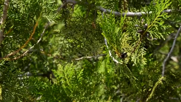 Baies de genièvre sur une branche, le fond des arbres 