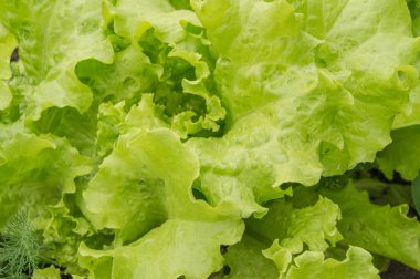 Yatağa genç marul yaprakları. Açık alanda sebze büyüyen. Organik sağlıklı gıda vejetaryen diyet kavramı