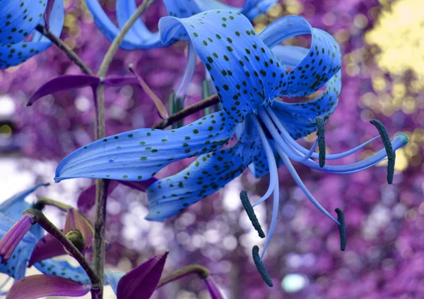 奇幻效果美丽的蓝色花朵在紫色背景上，虎百合花交叉加工。有趣的照片 — 图库照片