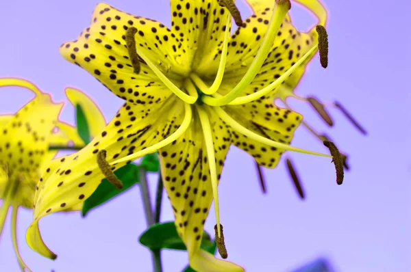 Het bizarre effect van mooie gele bloemen op een lila achtergrond, gekruiste, bloementijger Lily. Grappige foto. — Stockfoto